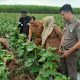 bumdes ciawijapura percontohan melon hortikultura cirebon