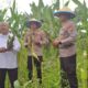 Kapolres Metro Depok pimpin panen jagung manis bersama TNI dan warga