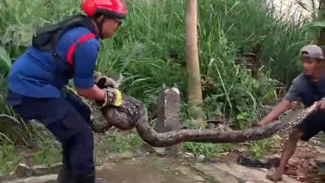 Petugas DPKP Depok mengevakuasi ular sanca batik sepanjang 4 meter dari halaman rumah warga Bojongsari