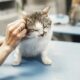 sterilisasi gratis kucing jantan domestik oleh Puskeswan Depok dalam rangka HUT RI ke-80