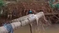 Penampakan buaya bertengger di atas kayu di aliran kali Perumahan Bukit Rivaria, Sawangan, Depok