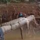 Penampakan buaya bertengger di atas kayu di aliran kali Perumahan Bukit Rivaria, Sawangan, Depok
