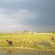 Petani Desa Jagapura Lor, Kecamatan Gegesik, Cirebon, memperlihatkan padi yang tegak sebelum panen di lahan sawah mereka.