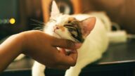 Pemilik kucing merawat anabul pasca sterilisasi dengan penuh kasih
