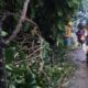Hujan deras dan angin kencang menyebabkan pohon tumbang di Meruyung, Depok