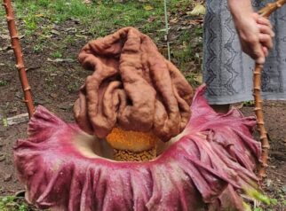 Bunga Suweg di pekarangan rumah kawasan Krukut, Depok menarik perhatian warga