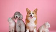 Kuota 2.000 vaksin rabies gratis di Depok sudah terpenuhi