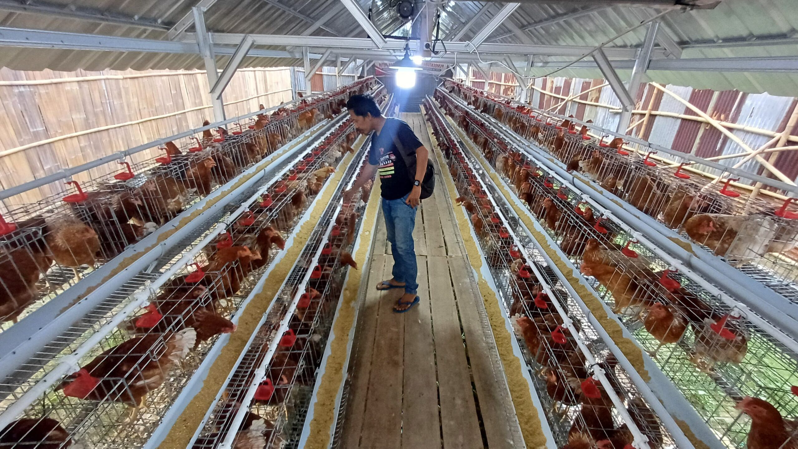 Program Ketahanan Pangan Desa Tuk Karangsuwung – budidaya ayam petelur, jagung pipil, dan ikan nila untuk wujudkan Asta Cita Presiden.