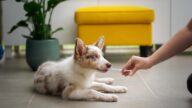 Rabies Center di Depok