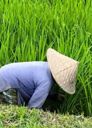 Rehabilitasi irigasi pertanian nasional