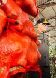 Bawang bombay ilegal