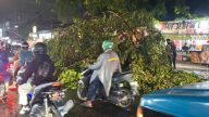 Pohon tumbang Kota Depok