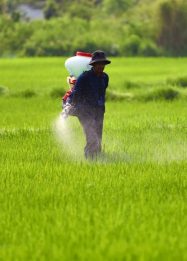 Krisis pangan global