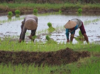 Hilirisasi pertanian