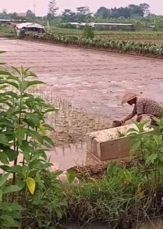 Petani dan lahan sawah di Kota Depok