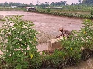 Petani dan lahan sawah di Kota Depok