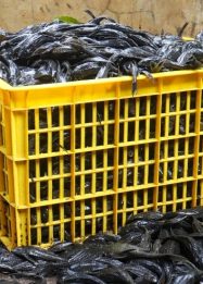 MUI ikan sapu-sapu Jakarta