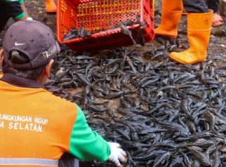 Ikan sapu-sapu Jakarta