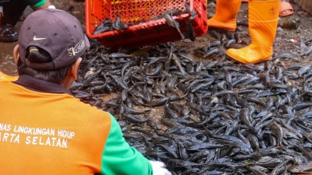 Ikan sapu-sapu Jakarta