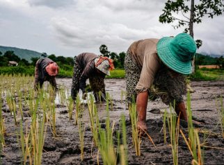 Petani menanam curah hujan tinggi