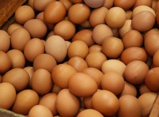 Surplus telur di Indonesia