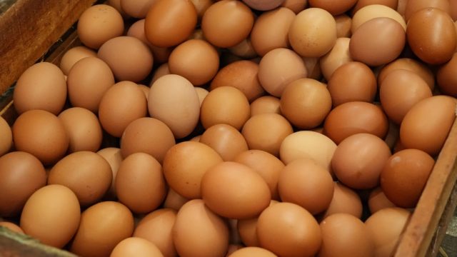 Surplus telur di Indonesia