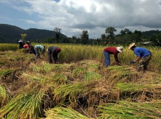 Produksi pangan di Indonesia