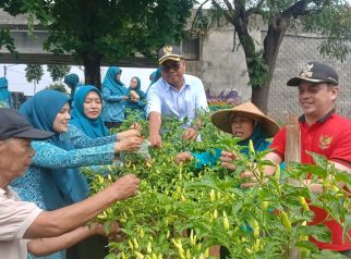 Panen KWT Tanah Baru, Kota Depok