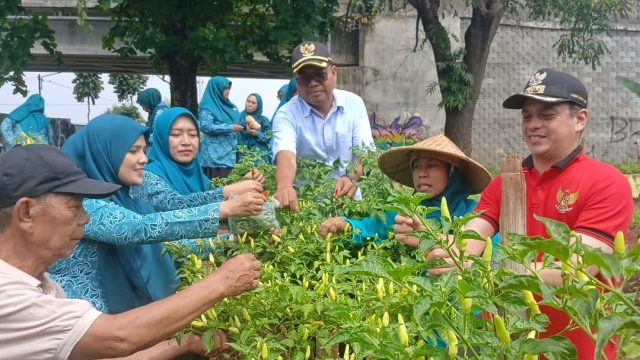 Panen KWT Tanah Baru, Kota Depok