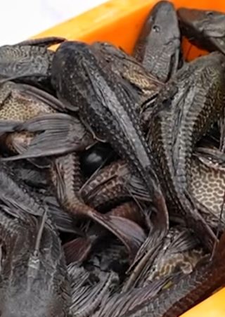 Ikan sapu-sapu Jakarta