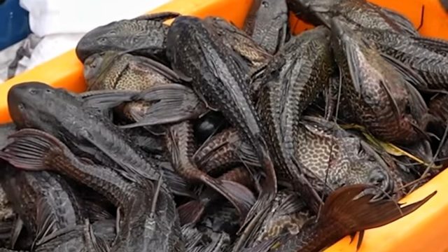 Ikan sapu-sapu Jakarta