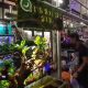 Ikan hias dan aquascape Kota Depok