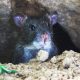 Penyebaran Hantavirus