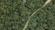Pemulihan hutan Indonesia