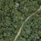 Pemulihan hutan Indonesia