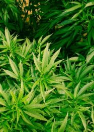 Teknologi AI ladang ganja
