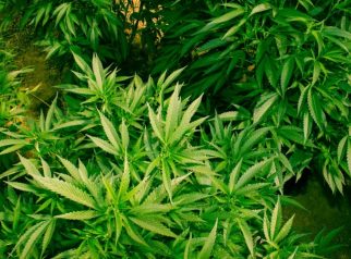 Teknologi AI ladang ganja