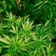 Teknologi AI ladang ganja