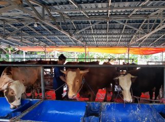 Dj Farm Depok