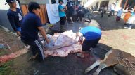 Hewan kurban PC LDII Pancoran Mas, Kota Depok