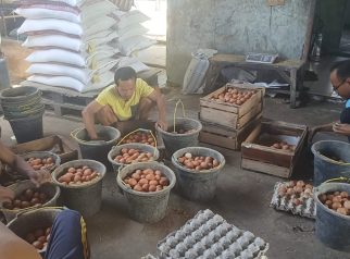 Peternak ayam petelur Kota Depok