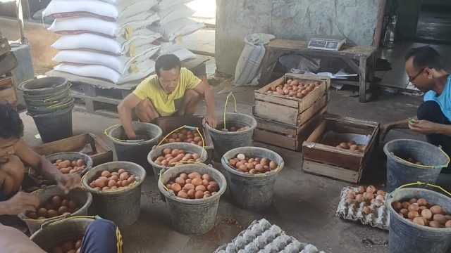 Peternak ayam petelur Kota Depok