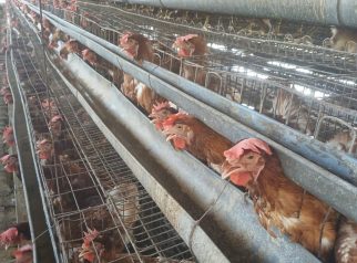 Kandang ayam petelur tidak bau