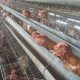 Kandang ayam petelur tidak bau