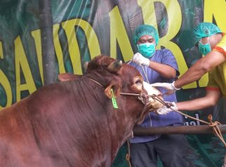 Pemeriksaan kesehatan hewan kurban Kota Depok