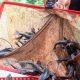 Ikan sapu-sapu