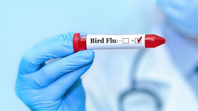 Flu burung
