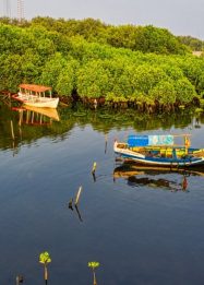 Mangrove pesisir