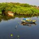 Mangrove pesisir