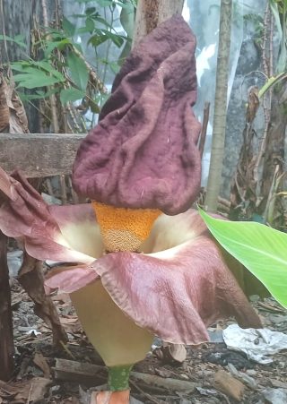 Bunga suweg Kota Depok